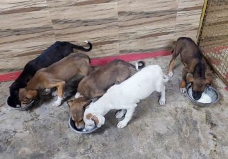 Become a protector of helpless cows, dogs and other animals and join our Trust today
